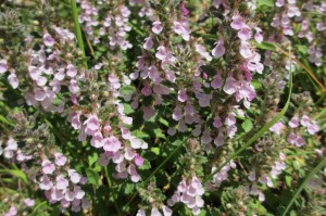 Teucrium chamaedrys (2) (1200 x 799)